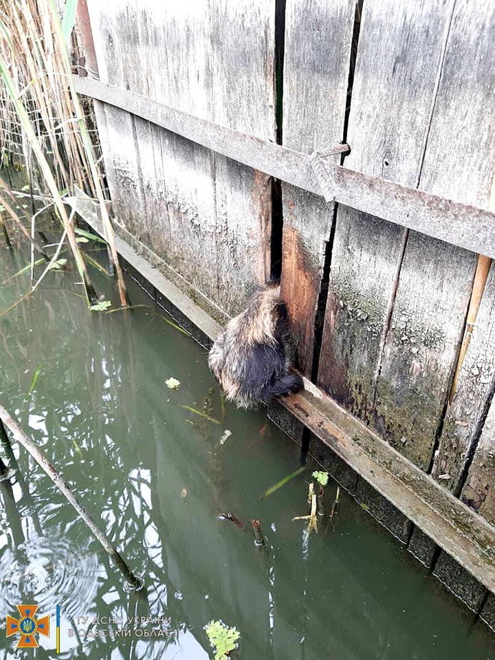 На Одещині рятувальники визволили єнота, який застряг у паркані над водоймою