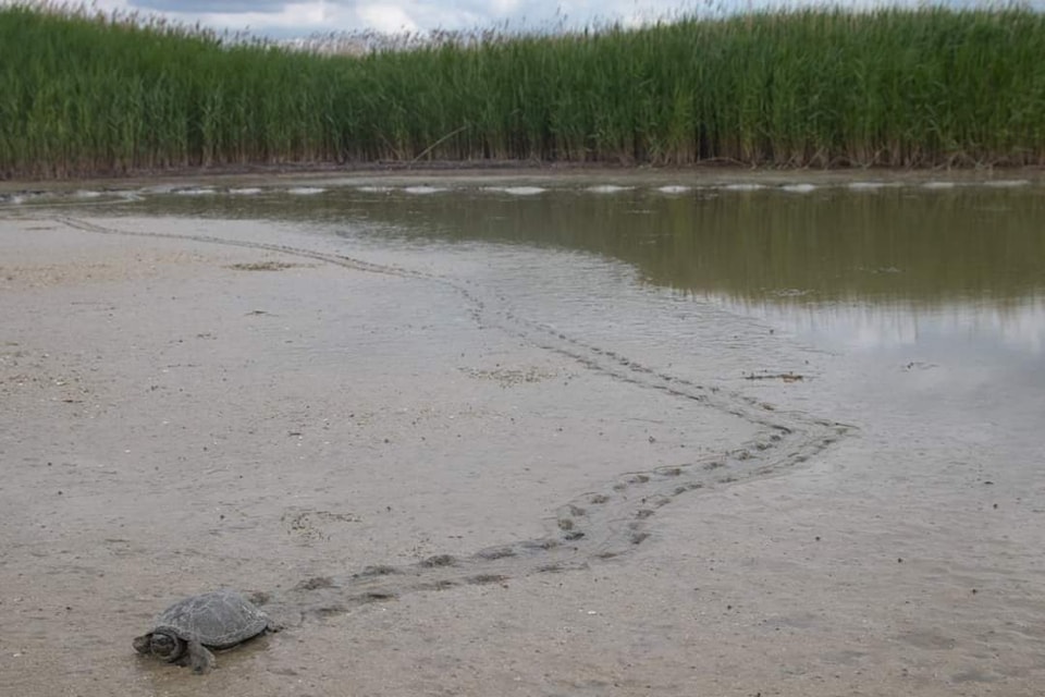 Эколог "Тузловских лиманов" рассказал о путешествиях по заповеднику редких рептилий