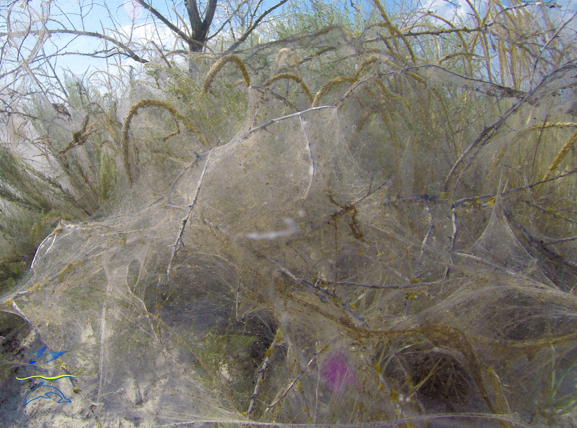 Эколог "Тузловских лиманов" рассказал, стоит ли бояться пауков, которые массово оплетают кружевом побережья