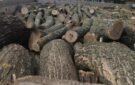 Збитків на майже 100 тис. грн: в Тарутинській громаді чорний лісоруб знищив у лісосмузі десятки ясенів та софор