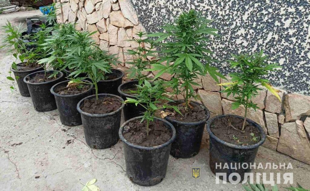 Дбайливо вирощували вдома коноплю: в Білгород-Дністровському районі викрили двох наркоаграріїв