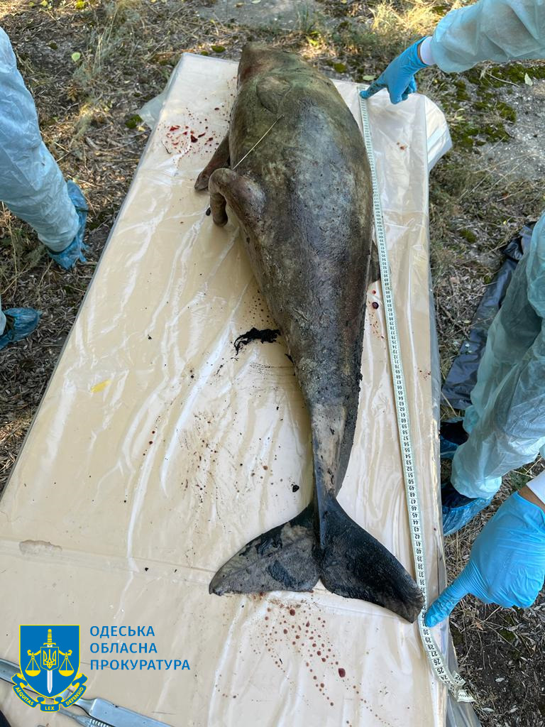 Масова загибель дельфінів у Чорному морі внаслідок збройної агресії рф: прокуратура розпочала кримінальне провадження