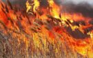 Пожежа у Дунайському біосферному заповіднику – горів очерет та водно-болотиста рослинність на обширній території