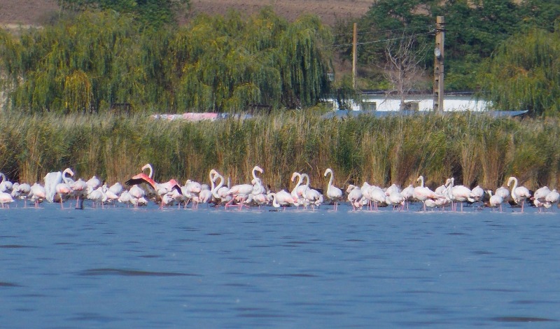 Прилетели из Украины: в румынскую дельту Дуная пожаловали сотни птиц фламинго (ФОТОФАКТ)