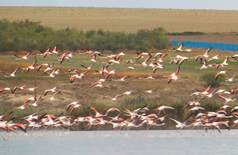 Прилетіли з України: до румунської дельти Дунаю завітали сотні птахів фламінго (ФОТОФАКТ)