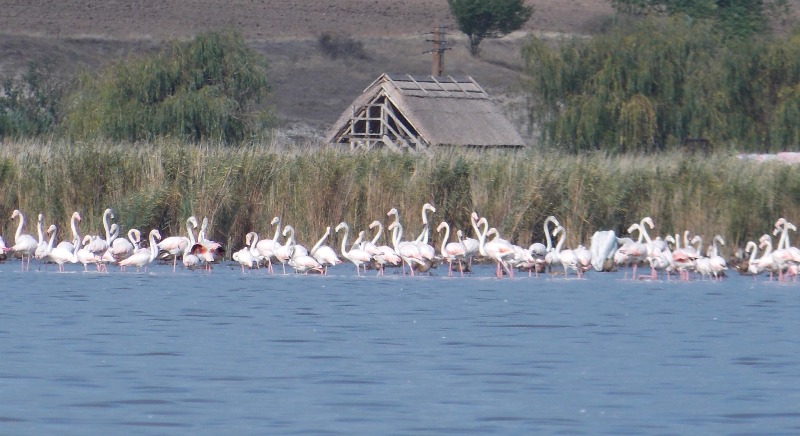 Прилетели из Украины: в румынскую дельту Дуная пожаловали сотни птиц фламинго (ФОТОФАКТ)
