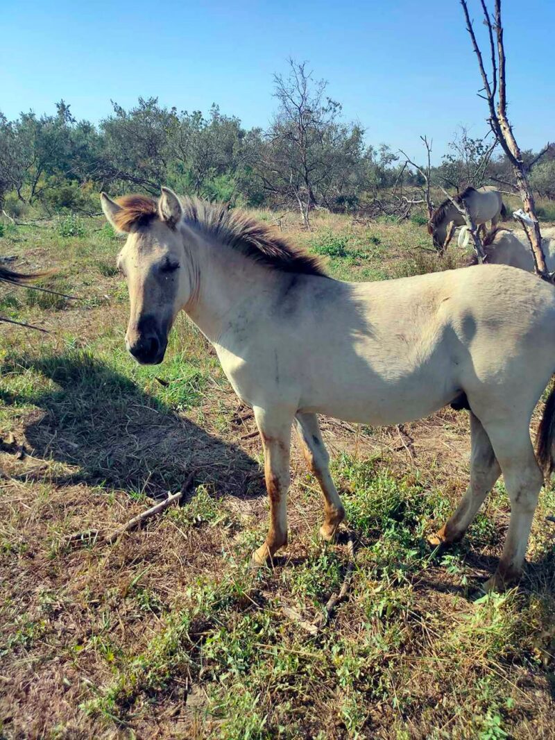 Дикие кони в украинской дельте Дуная помогают защитить самые большие в Украине облепиховые заросли