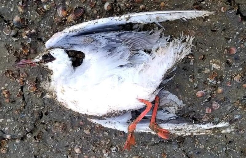 Массовая гибель птиц на Тузловских лиманах Бурнас и Солоный – ветеринары ищут причину
