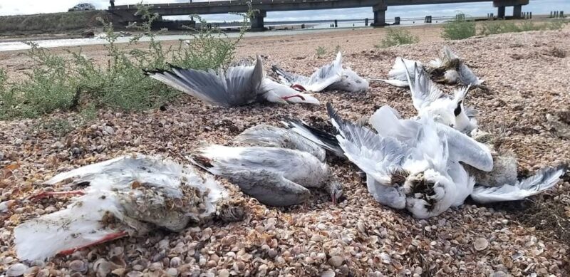 Массовая гибель птиц на Тузловских лиманах Бурнас и Солоный – ветеринары ищут причину