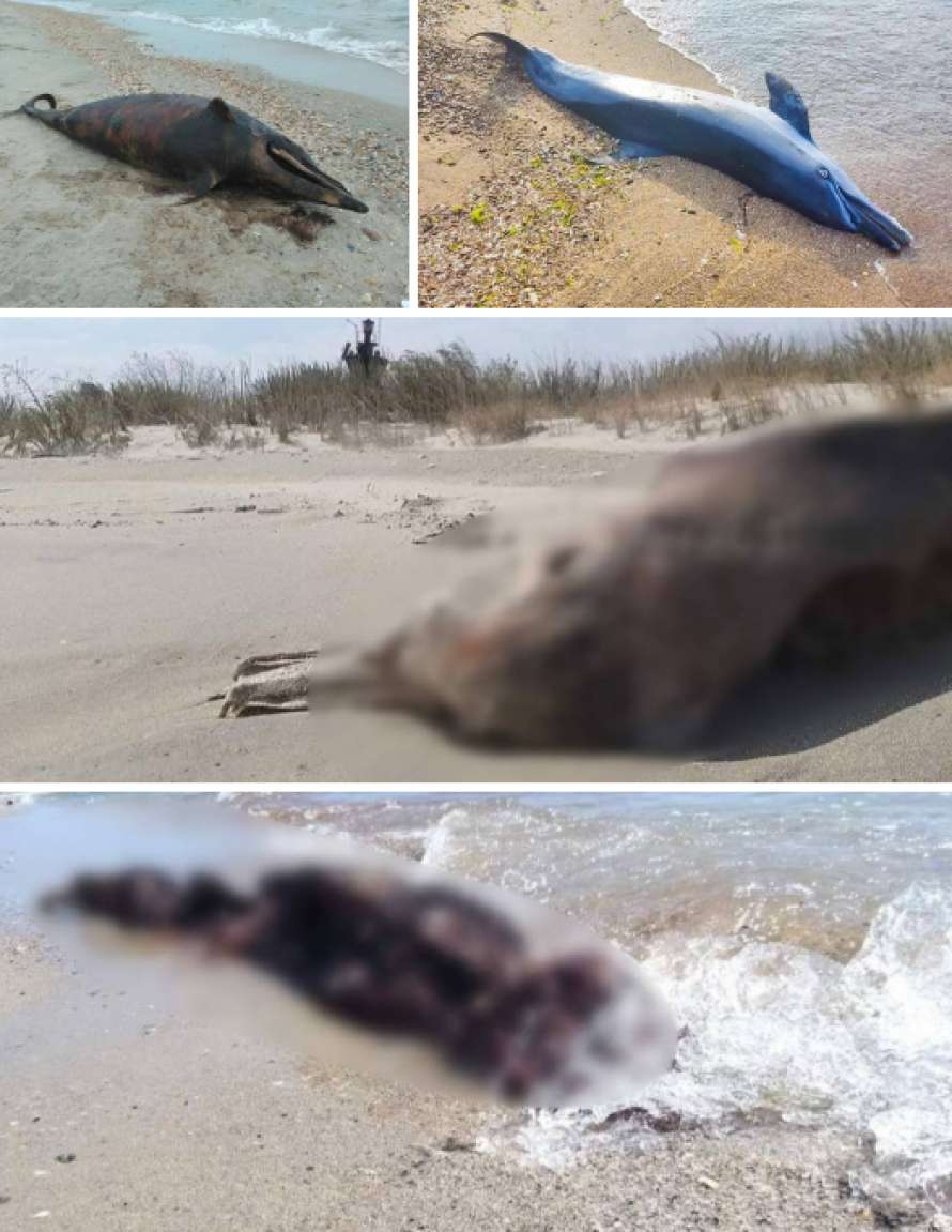 К побережью Черного моря вновь вытолкнуло тела погибших дельфинов
