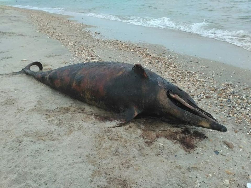 До узбережжя Чорного моря знов виштовхнуло тіла загиблих дельфінів