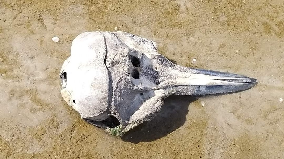 В межах нацпарку «Тузлівські лимани» на узбережжі Чорного моря знов знайшли останки загиблих дельфинів