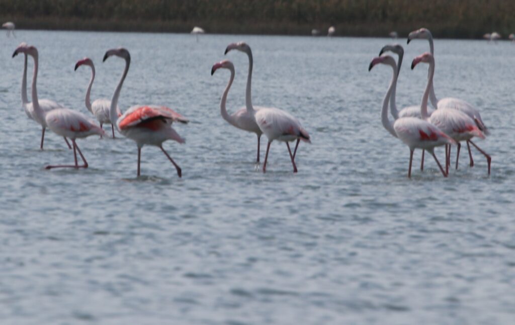 Неймовірне видовище армії птахів: у Бессарабію прилетіли рідкісні рожеві фламінго
