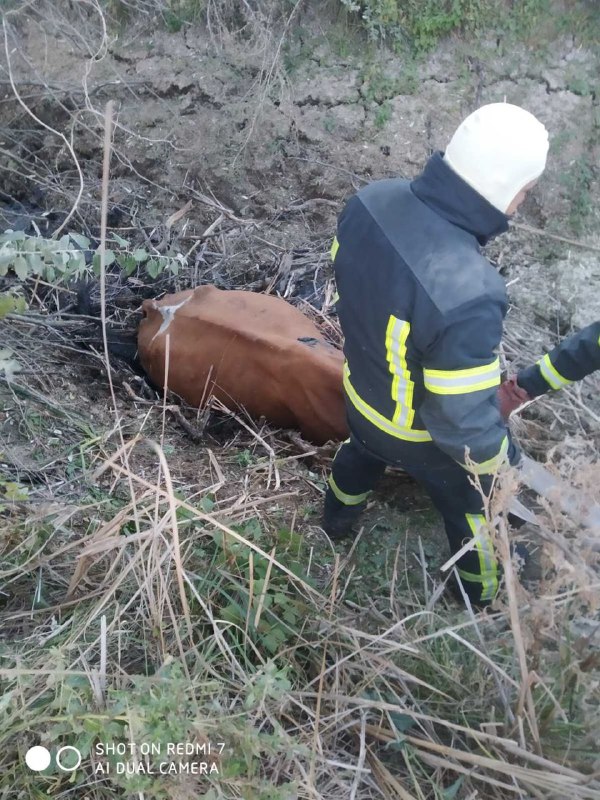 В болотах біля Ізмаїлу застрягла корова - витягати її довелось рятувальникам