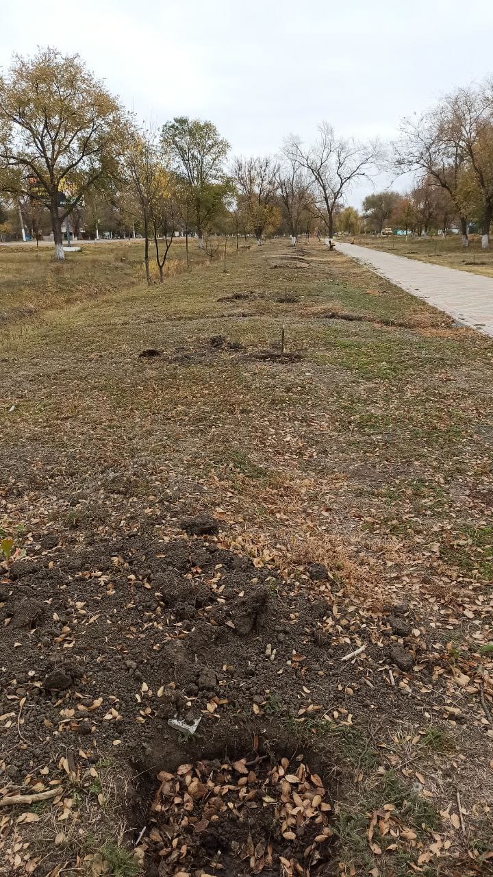 В Арцизі оголосили грошову винагороду за пошук вандалів, які зламали саджанці нещодавно висаджених дерев