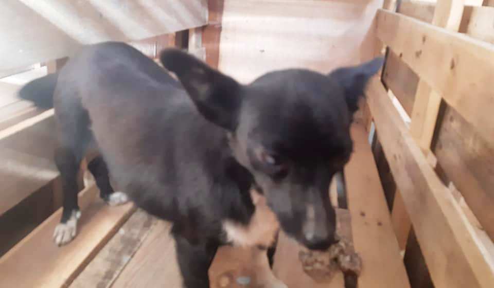 В Кілії почали стерилізувати безпритульних собак за міською програмою