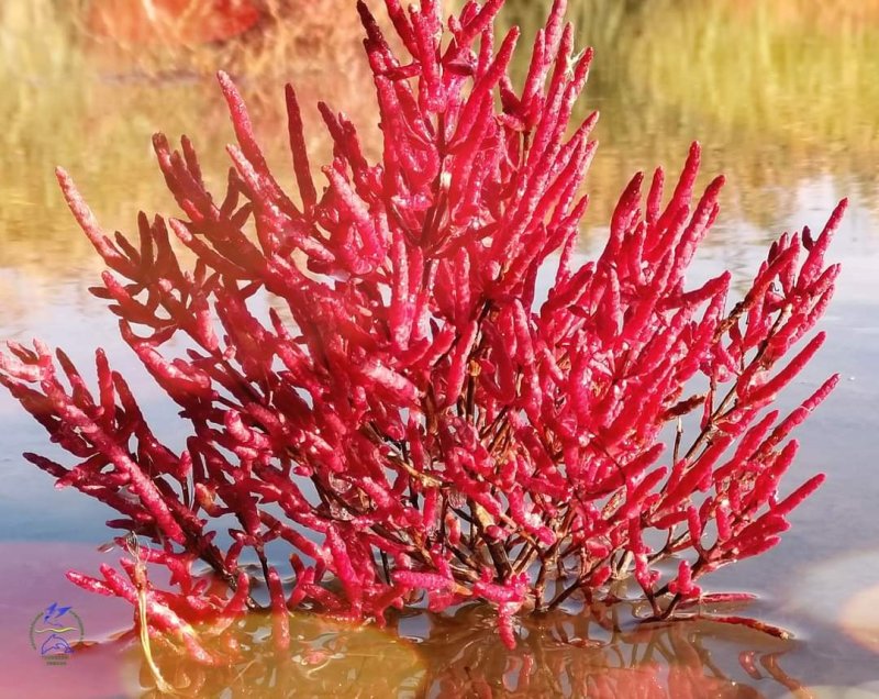 Пурпурово-червоні і багряні тони: екзотична рослина "розфарбовує" восени нацпарк "Тузлівські лимани" у дивовижні кольори