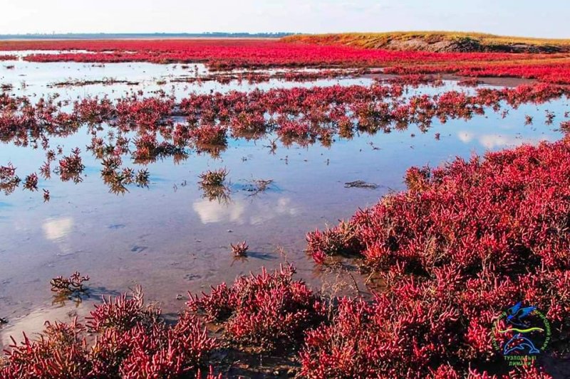 Пурпурово-червоні і багряні тони: екзотична рослина "розфарбовує" восени нацпарк "Тузлівські лимани" у дивовижні кольори