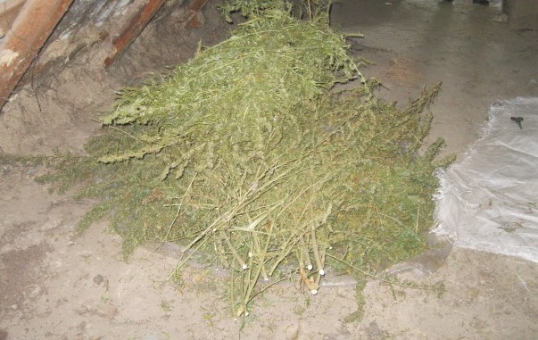 Посадив коноплю та зробив для себе майже 6 кг каннабісу: у жителя Білгород-Дністровського району вилучили неабиякий запас наркотиків