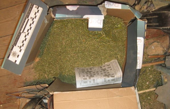 Посадив коноплю та зробив для себе майже 6 кг каннабісу: у жителя Білгород-Дністровського району вилучили неабиякий запас наркотиків