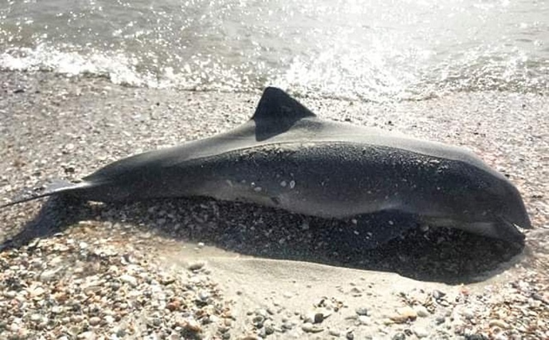 П’ята частина дельфінів Чорного моря загинула. Чому перемога України в інтересах захисту довкілля