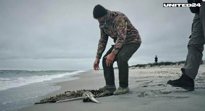 В Чорному морі з початку війни загинули тисячі дельфінів. Екологи Одещини збирають докази для притягнення росії до відповідальності