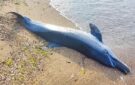В Черном море с начала войны погибли тысячи дельфинов. Экологи Одесщины собирают доказательства для привлечения России к ответственности