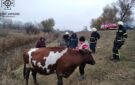 Измаильские спасатели вызволили корову из «болотной ловушки»