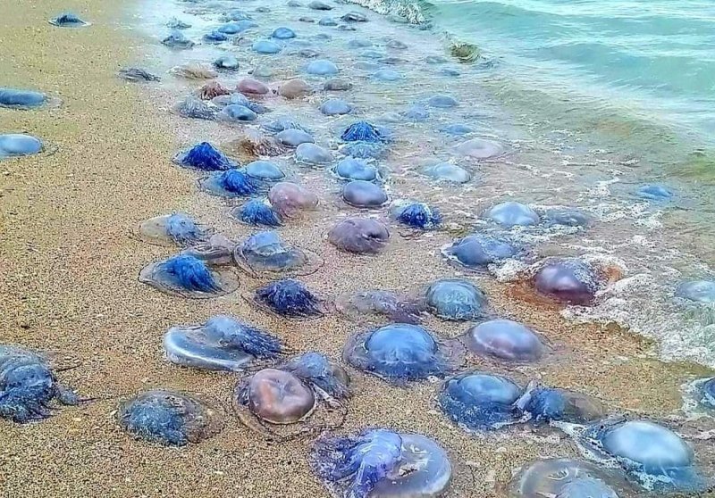 Черное море после шторма выбросило на побережье в Бессарабии миллионы медуз-корнеротов