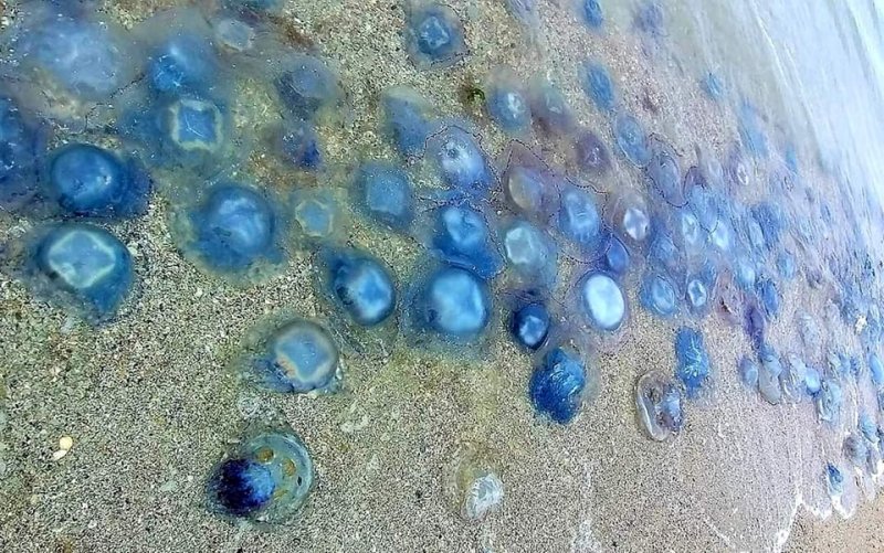 Чорне море після шторму викинуло на узбережжя в Бессарабії мільйони медуз-корнеротів