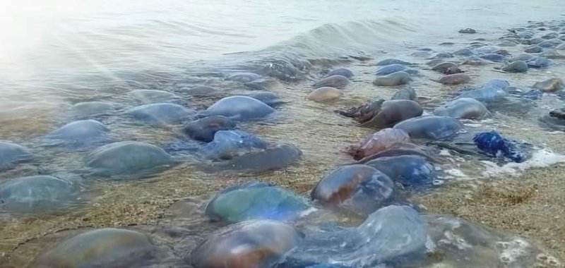 Чорне море після шторму викинуло на узбережжя в Бессарабії мільйони медуз-корнеротів