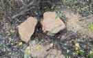 53-летний житель Татарбунарской громады, разоблаченный на незаконной вырубке деревьев, будет привлечен к уголовной ответственности