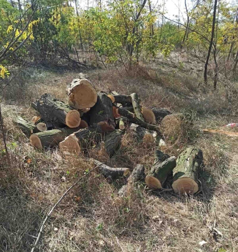 "Черным лесорубам", спилившим дубы на территории нацпарка "Тузловские лиманы" и возле Татарбунар, поставлено в известность о подозрении