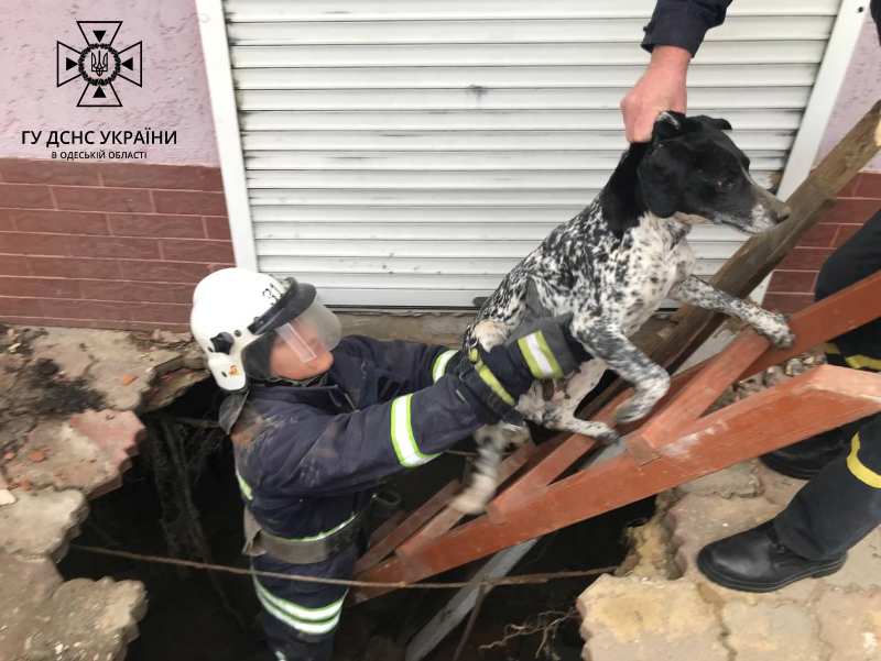 У Рені ДСНС-ники врятували собаку, яка впала у глибоке провалля посеред міста