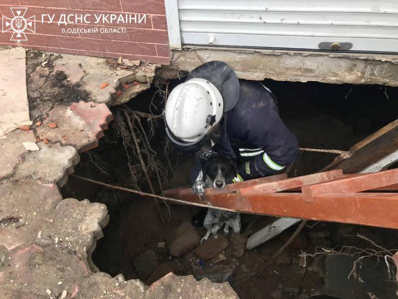 У Рені ДСНС-ники врятували собаку, яка впала у глибоке провалля посеред міста