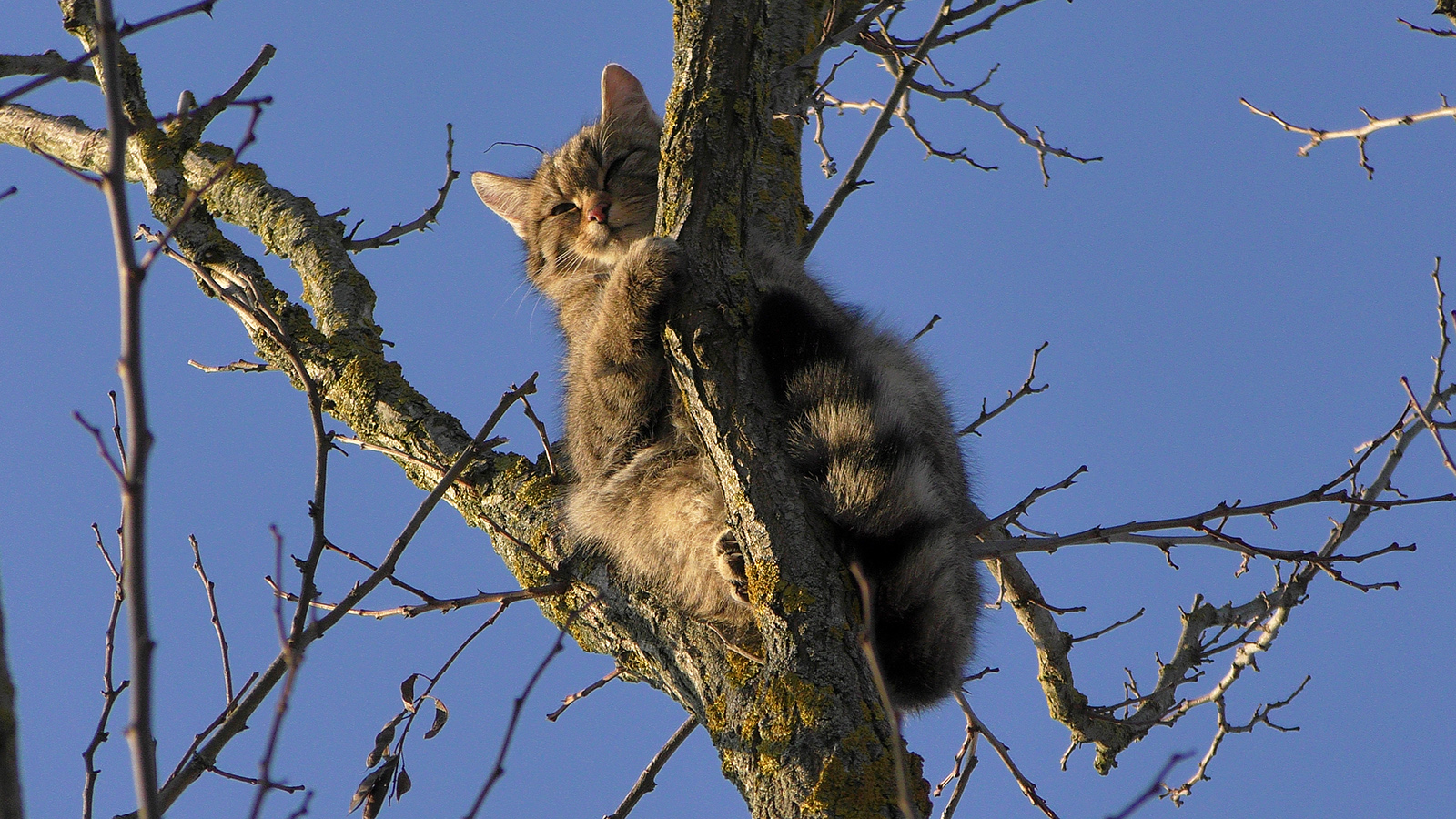 Экоактивистам удалось сфотографировать краснокнижного лесного кота в Тарутинской степи