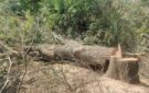 Що загрожує трьом “лісорубам”з Ізмаїльського району, які пиляли софори та дуби у лісових насадженнях