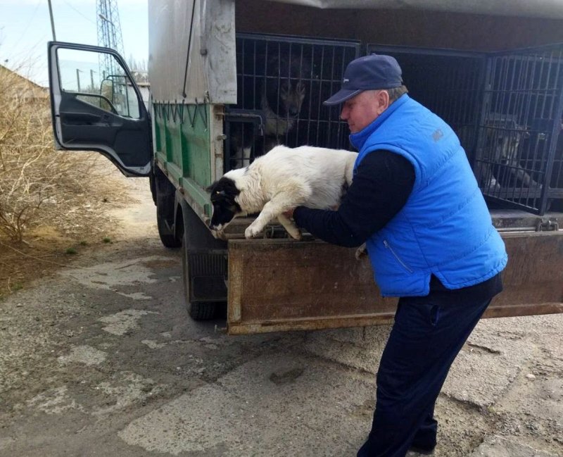 Гуманное регулирование численности бездомных животных: как с этим справляются в Белгороде-Днестровском