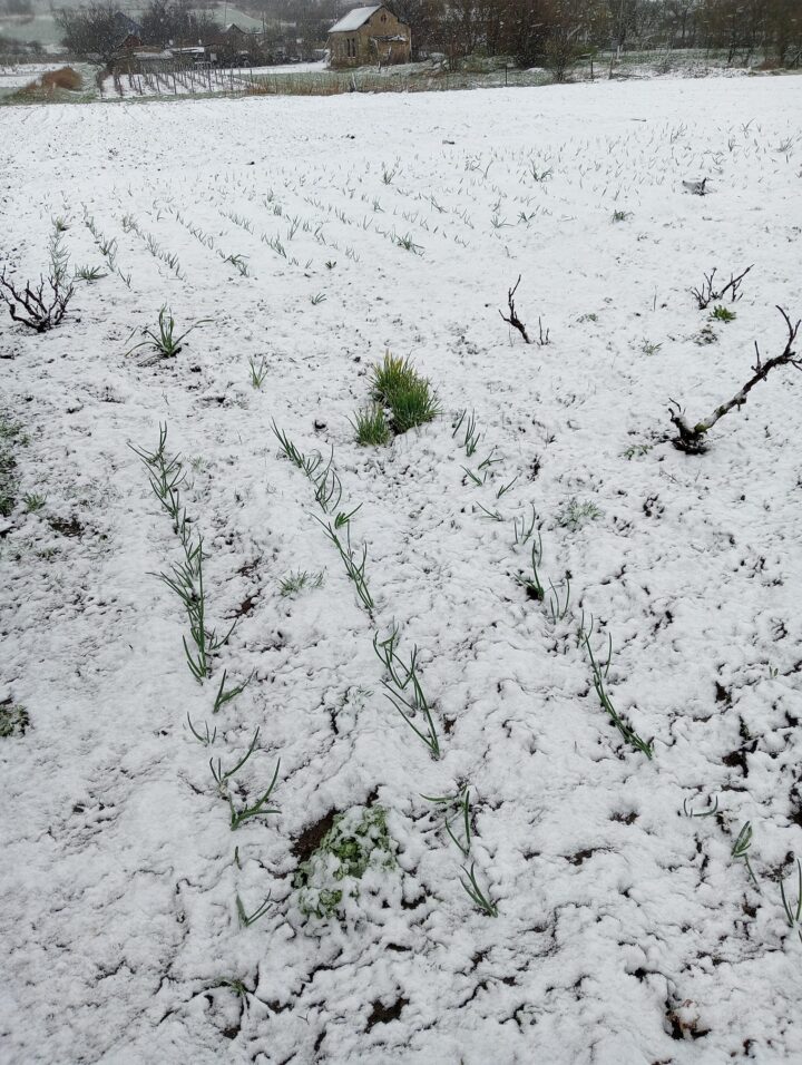 Зима в апреле: в поселке Тарутино неожиданно выпал снег (фотофакт)