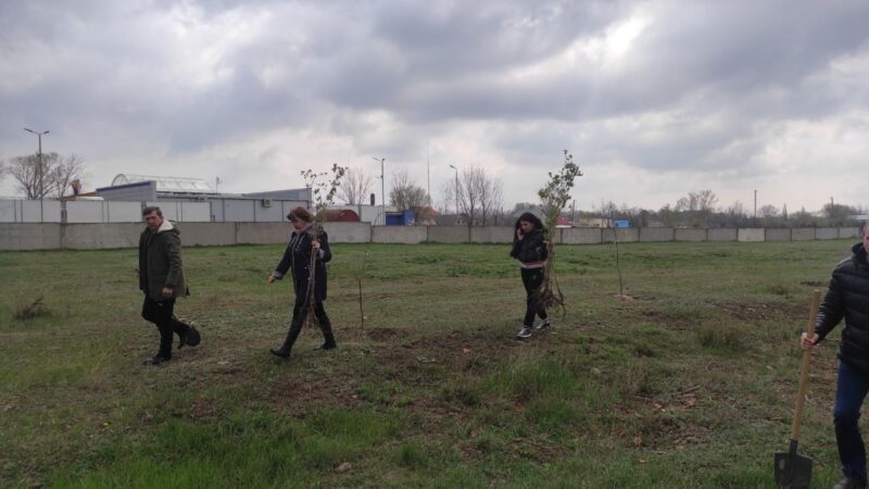 Зашумят 200 юных кленов: пустой микрорайон Болграда превратился в зеленый уголок.