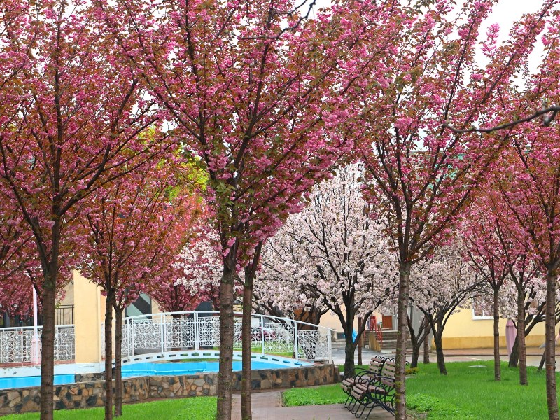 Зефирно-розовая красота: в Измаиле у Дворца культуры пышно расцвел сакуровый сад