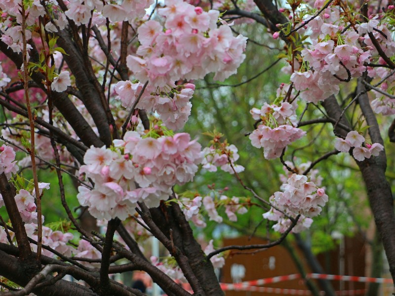 Зефирно-розовая красота: в Измаиле у Дворца культуры пышно расцвел сакуровый сад