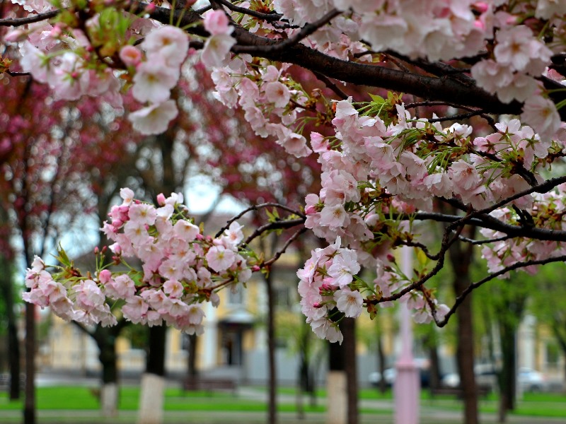 Зефірно-рожева краса: в Ізмаїлі біля Палацу культури пишно розквітнув сакуровий сад
