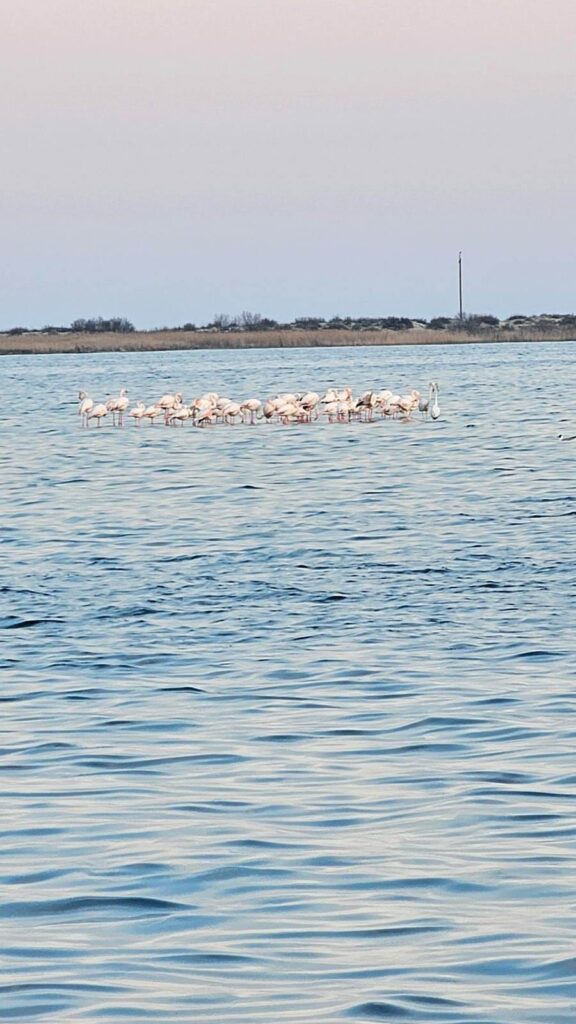 В курортную Сергеевку прилетели розовые фламинго (фотофакт)