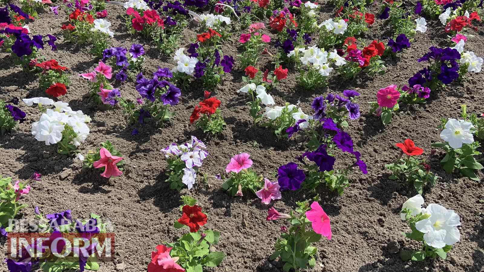 В Кілії висаджують майже дві тисячі квітучих петуній. Ще 1000 - в селах громади