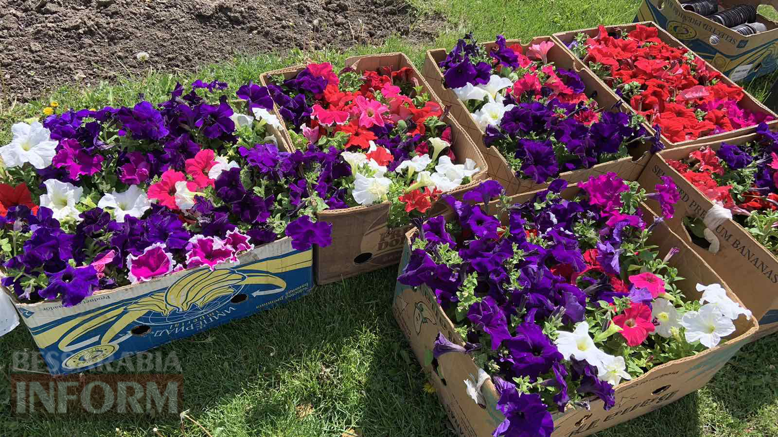 В Кілії висаджують майже дві тисячі квітучих петуній. Ще 1000 - в селах громади