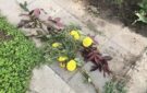 Если нет ума, то и не добавишь: в Аккермане неизвестные изуродовали центральные аллеи парка Победы