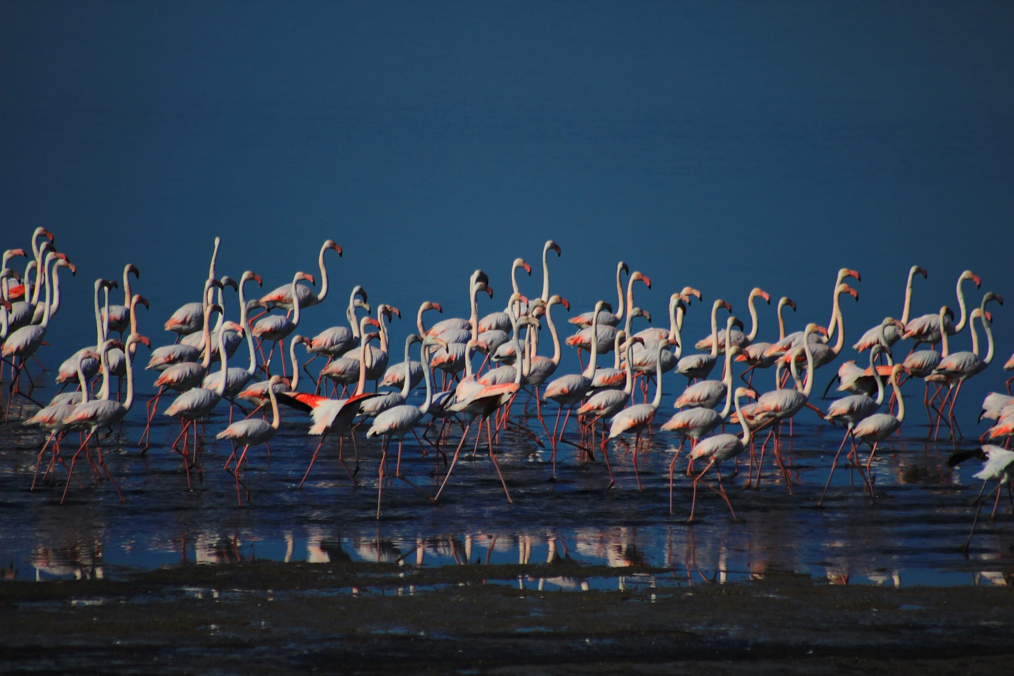 В Бессарабии необычно долго гостит розовые фламинго - фото и видео удивительных птиц