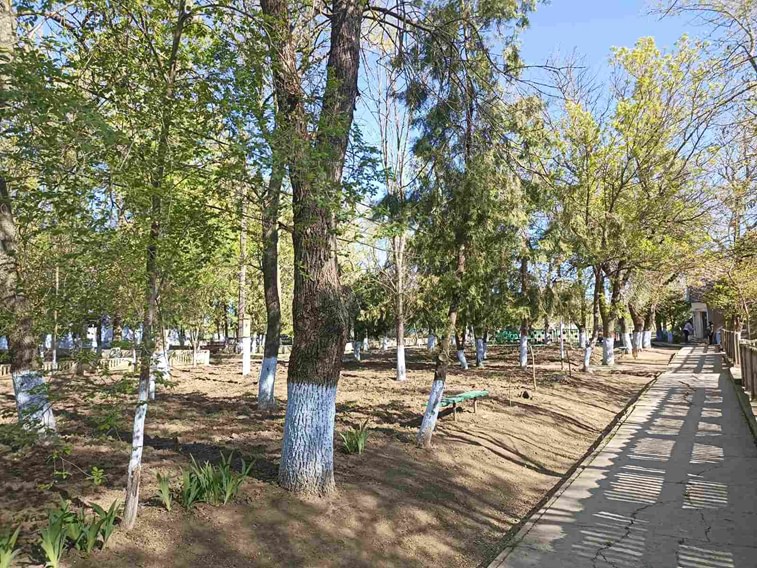 В селе Тарутинского общества высадили 60 саженцев уникального дерева