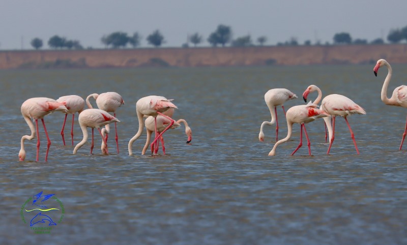 В Бессарабии на территории нацпарка впервые начали гнездиться экзотические фламинго
